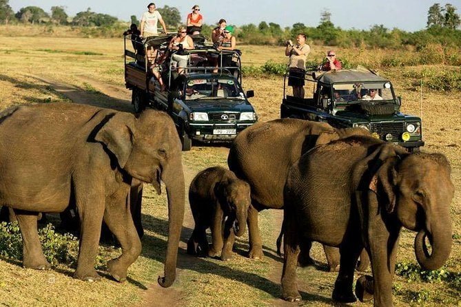 UDAWALAWE NATIONAL PARK - SRILANKA