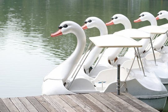 SWAN BOAT