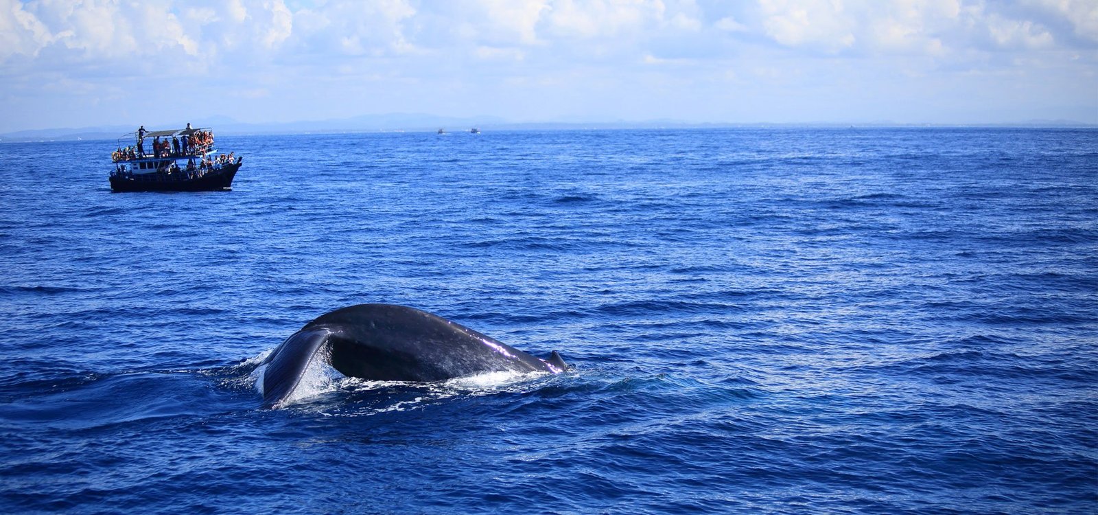 GALLE - WHALE WATCHING