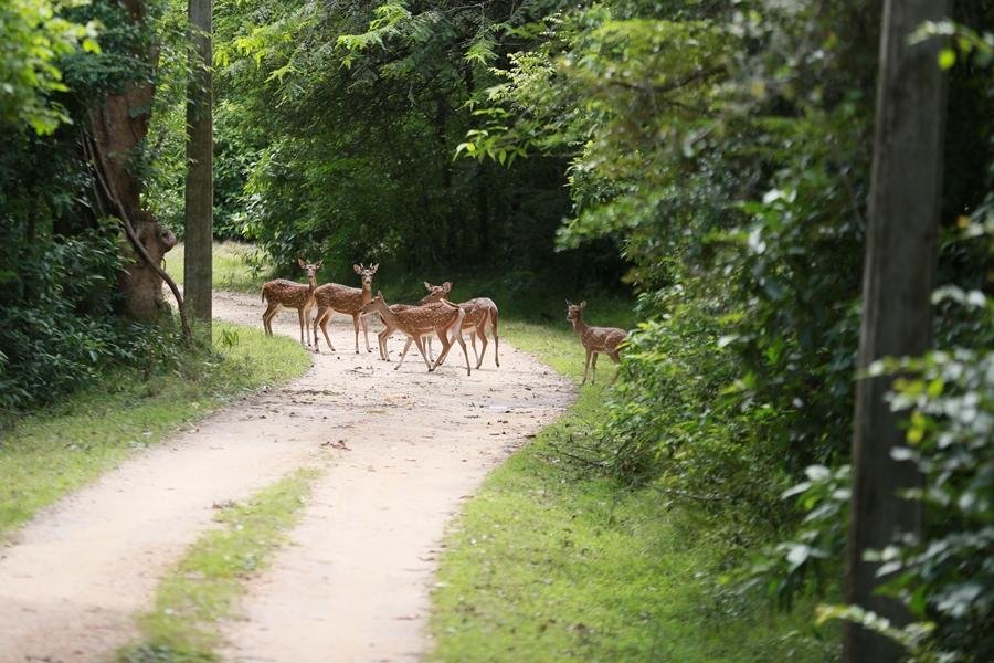 Angammedilla-National-Par-Deer-1