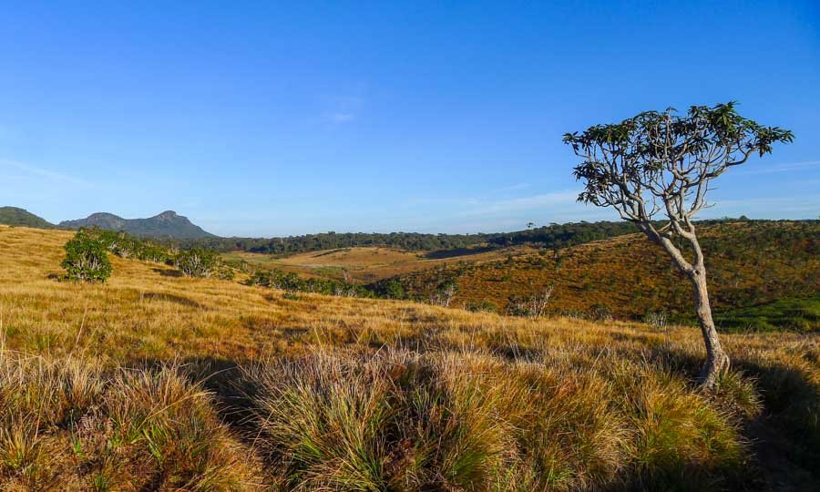 Early-morning-on-Horton-Plains-on-the-hike-to-Worlds-End-lookout