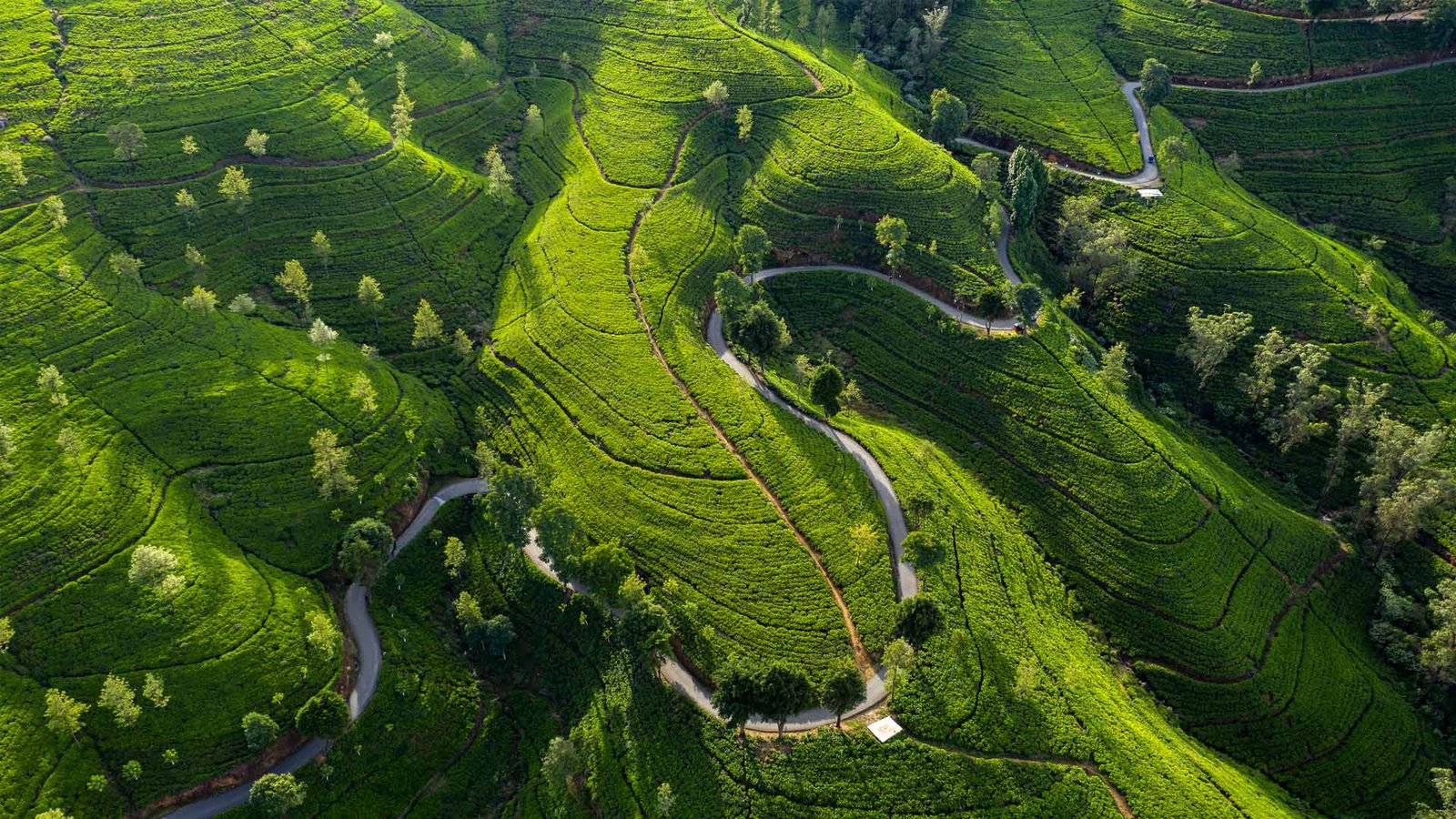 NUWARA ELIYA