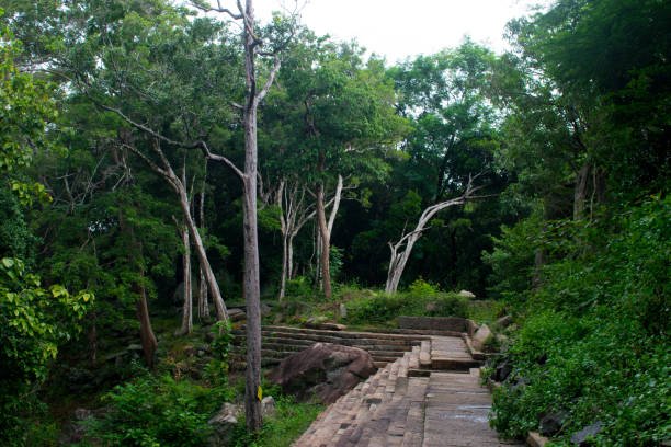 Steps constructed within the lush forest